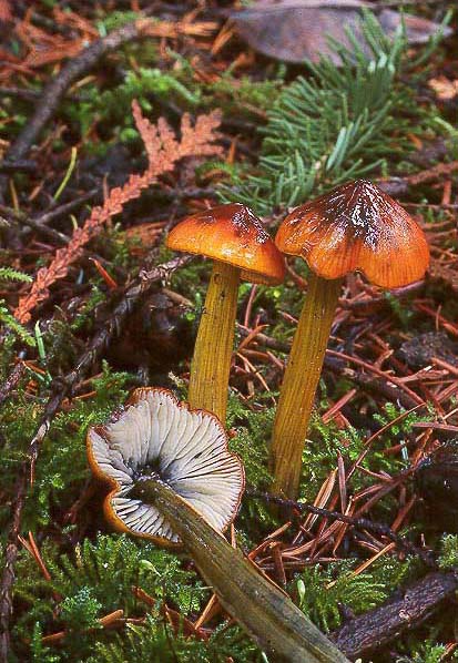 Hygrocybe conica